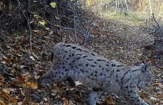 "Ormanın Hayaleti" vaşak güvenlik kamerasına...