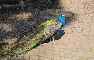 Otobüs bagajından hayvanat bahçesine