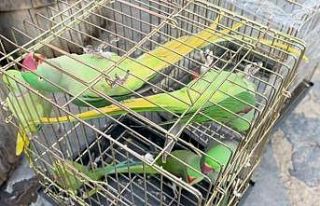 Petshop denetiminde 39 papağana el konuldu