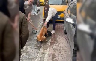 Pitbull saldırısı kameraya yansıdı: Köpek barınağa...
