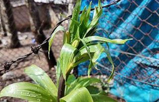 Sadece 20 günlük ömrü var: Bu çiçeği koparmanın...