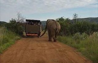 Safari turunda Türk turistleri fil kovaladı