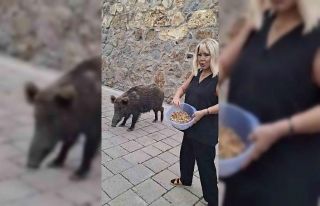 Safiye Soyman kapısına gelen domuzu elleriyle besledi