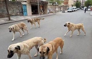 Sahipli hayvanını terk edene 108 bin TL ceza