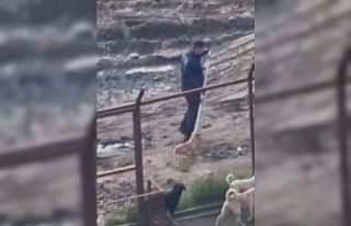 Sakarya Valiliğinden iki ilçedeki barınak görüntülerine...