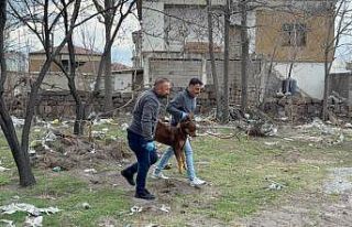 Saldırgan köpeğin resmî olmayan sahibi ortaya...