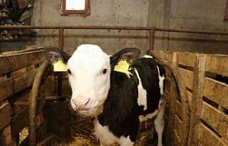 Samsun’da ari işletme sayısı artıyor