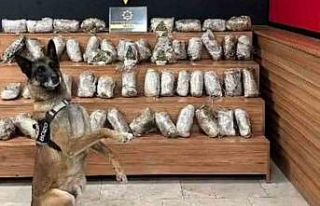 Şanlıurfa’da 17 kilo 550 gram skunk ele geçirildi