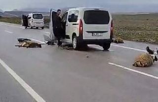 Şanlıurfa’da araç koyun sürüsüne çarptı:...