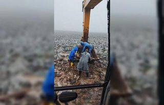Şanlıurfa’da çamura saplanan inek kepçe yardımıyla...
