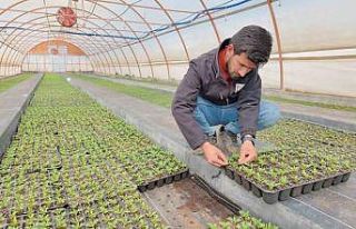 Şanlıurfa’da seralarda 400 bin yazlık çiçek...