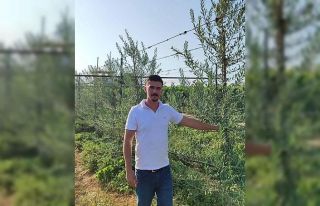 Sarıgöl’de ’bodur’ zeytin dönemi