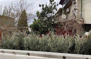 Sarıgöl’de Trilye zeytin fidanına yoğun ilgi