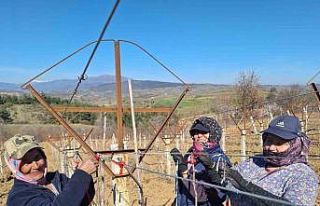 Sarıgöllü kadınlar 8 Mart’ı bağlarda çalışarak...