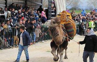 Saruhanlı’da deve güreşlerine binlerce vatandaş...