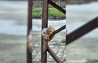 Sevimli Baykuş sokak direğinde uyuya kaldı