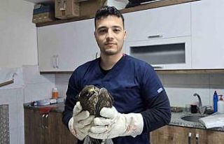 Seydikemer’de yaralı şahin tedavi altına alındı