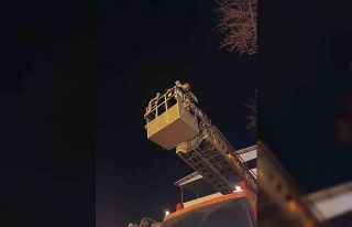 Siirt’te ağaçta mahsur kalan kedi itfaiye ekiplerince...