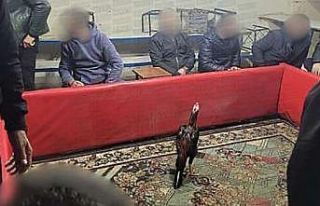 Siirt’te horoz dövüşüne suçüstü operasyon:...