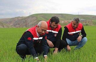 Siirt’te yağışlar yüzde 150 arttı, tarımsal...