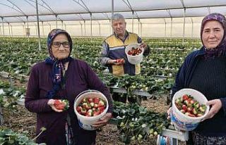 Silifke’de örtü altı çilekte bahar hasadı:...