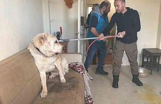 Sınır dışı edilen Rus kadının evinde 4 gündür...