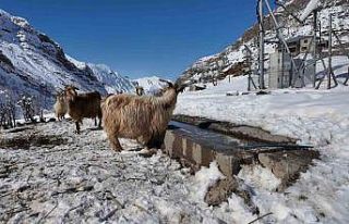 Şırnak’ta keçi besiciliği gittikçe yok oluyor
