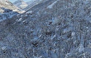 Şırnak’ta ormanlık alan beyaza büründü