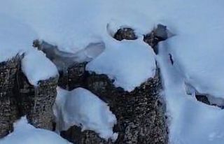 Şırnak’ta tilkiler kar üstünde yiyecek ararken...