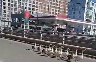 Sivas’ta kazların geçidi böyle görüntülendi