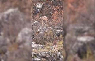 Sivas’taki vahşi yaşam, Milli Parklar kamerasına...