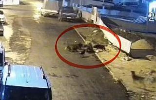 Sokak köpeklerinin dehşeti kamerada: Teravih dönüşü...