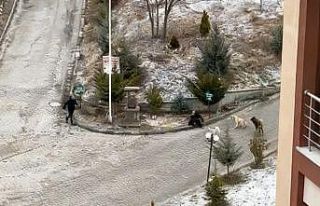 Sokak köpeklerinin saldırısına uğrayan kadını...