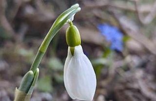 Spil’de kardelenler ikinci kez açtı