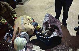 Su giderine yavrulayan anne kedi ve yavrularını...