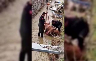 Sulama kanalına düşen ineği itfaiye kurtardı