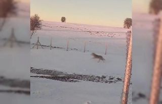 Sürüden ayrılarak mahsur kalan kurt, cep telefonu...