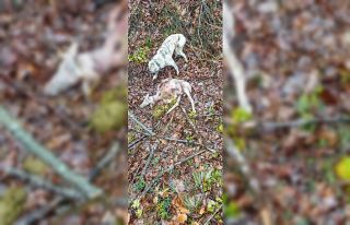 Sürüye kurt saldırdı: 18 koç ve 5 teke telef...