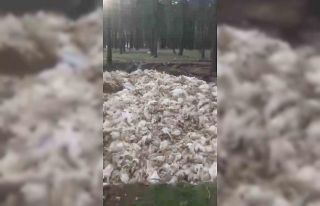 Tarsus’ta ölü tavuklar ormana atıldı
