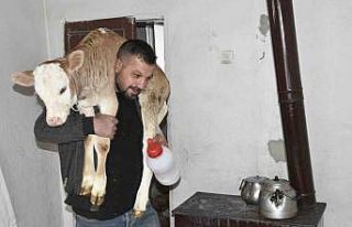 Tatvan’da hasta buzağıya evde özel bakım