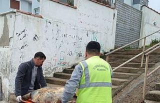 Tekirdağ sahiline ölü caretta caretta vurdu