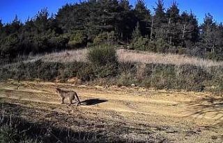 Tekirdağ’da doğanın hayaleti görüntülendi:...