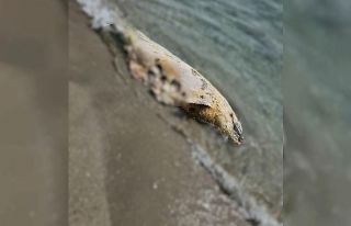 Tekirdağ’da yunus ölüsü bulundu