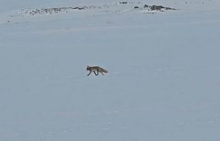 Tilkiler yol kenarında yiyecek aradı
