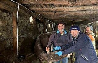 Tokat’ta şap hastalığına karşı yoğun mesai