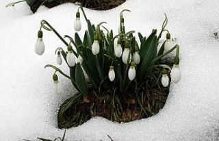 Toros kardeleni için kontrollü üretim ve ihracat...
