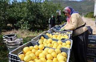 TÜİK’e göre limonda üretici fiyatları yıllık...
