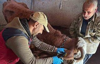 Tunceli’de şap aşılama kampanyası sürüyor