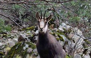 Türkiye’de en düşük rakımda sadece Gümüşhane’de...