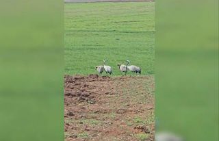 Türkülere konu olan turnalar Tunceli’de görüntülendi